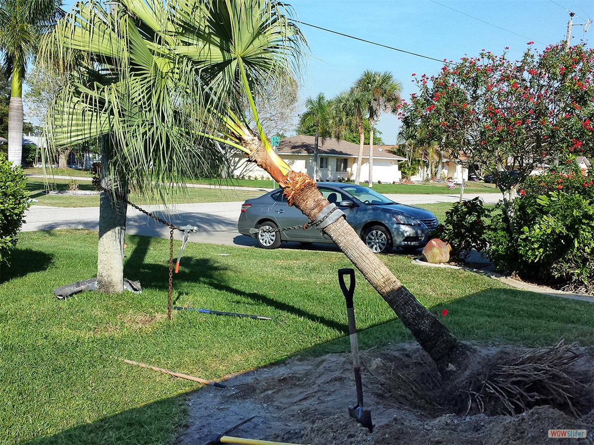 ... die andere wird vorsichtig ausgebuddelt, ...
