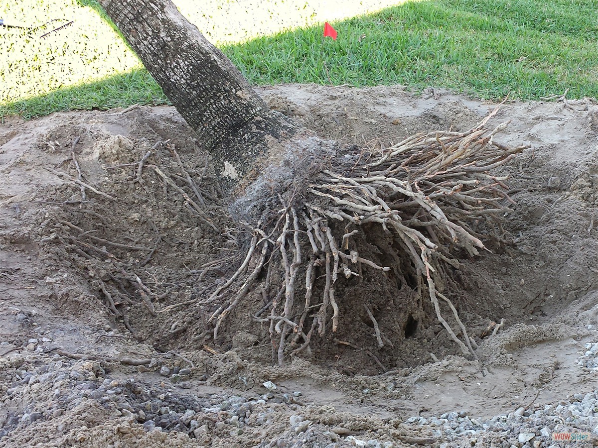 ... bei den gefühlten 100.000 kleinen Wurzeln ...