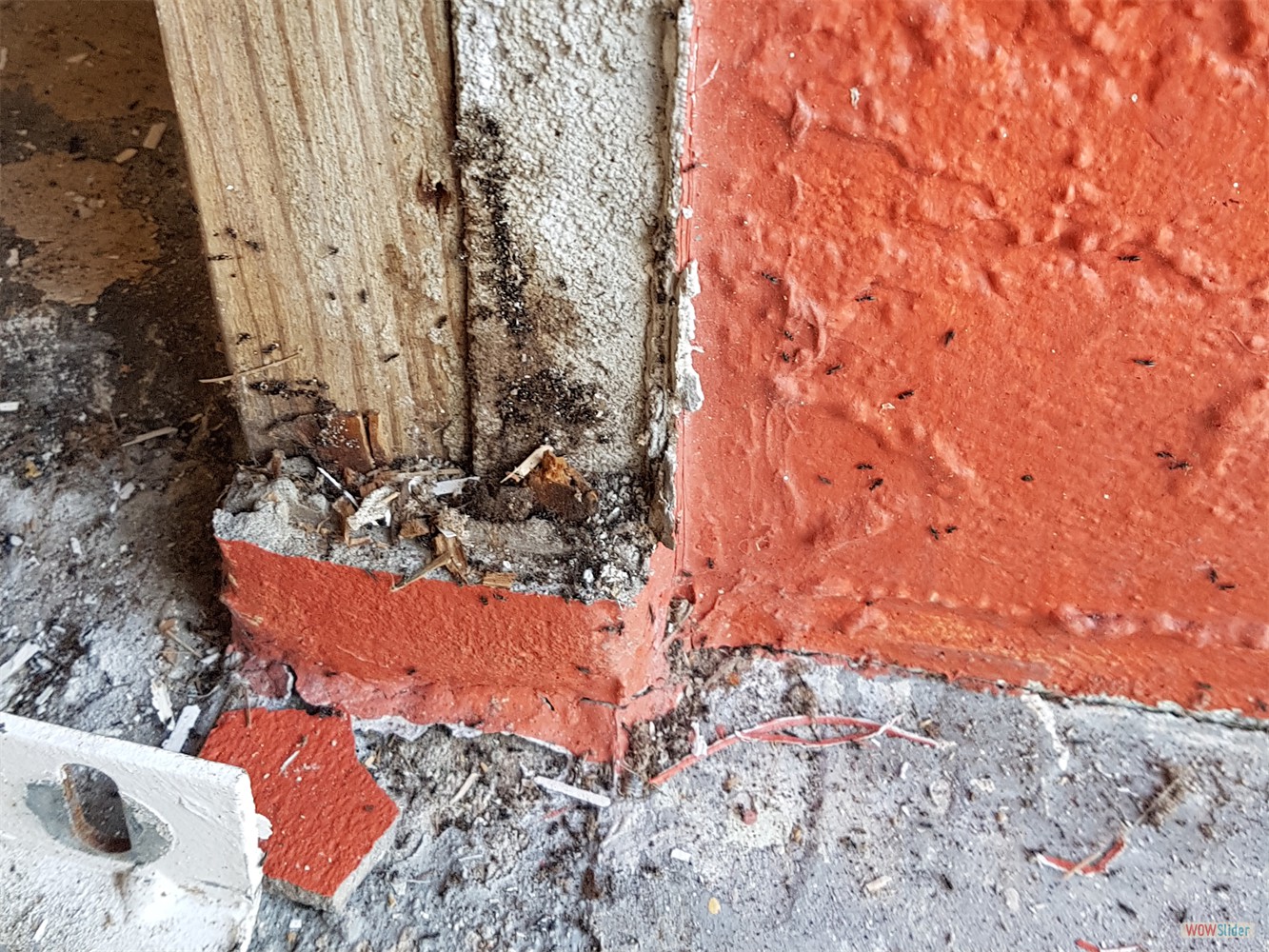 ... ein Ameisennest! (Immer noch besser als Termiten!)