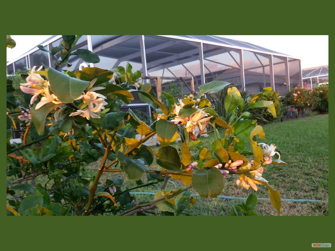 ... Blooming and ... ... Blooming and ...