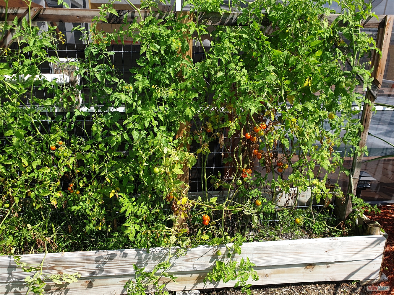 ... we even grow ... ... we even grow ...