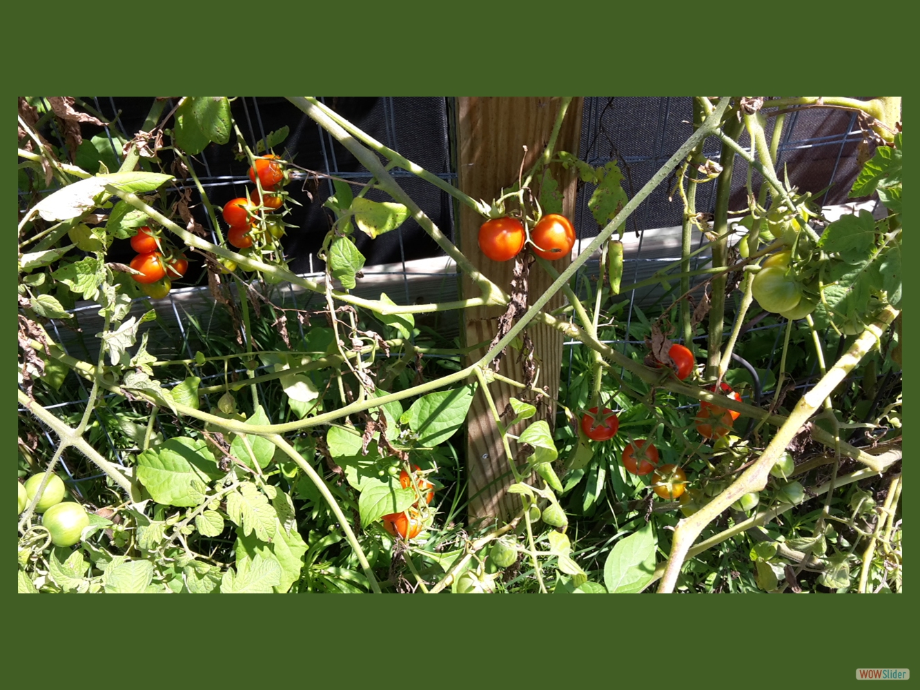 ... tomatoes! ... tomatoes!