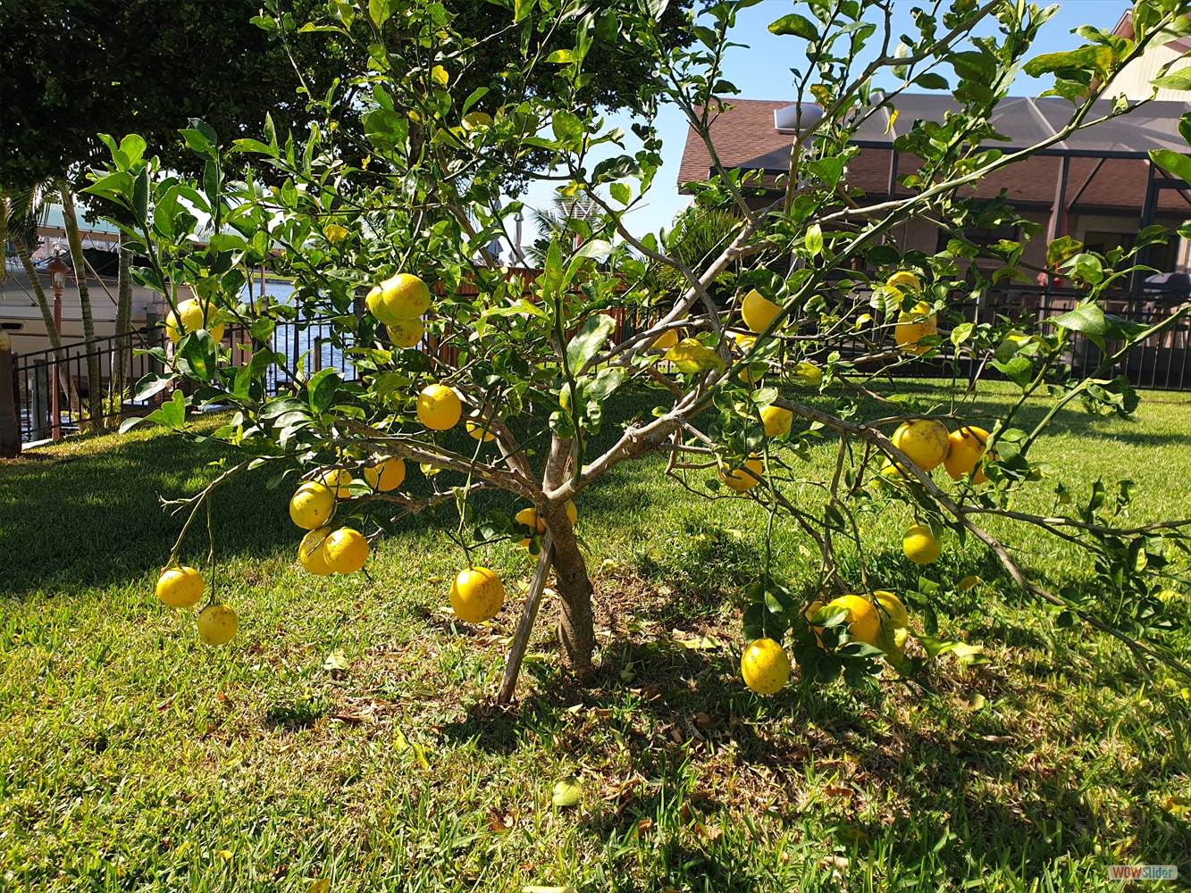 Lemon trees are growing in our backyard ... Lemon trees are growing in our backyard ...
