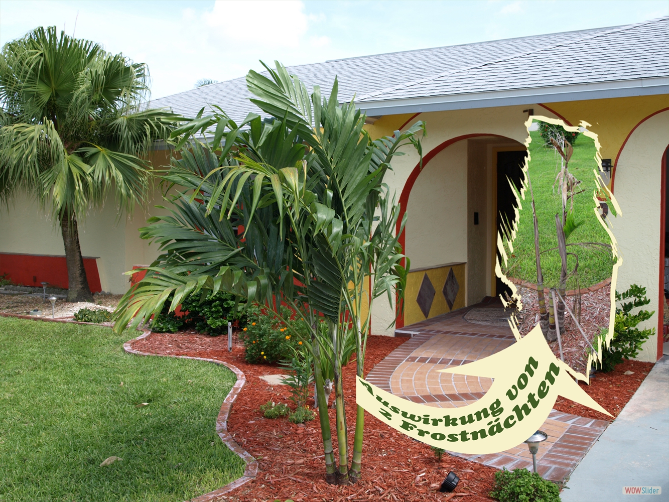 Our first try with a palm triple ... Our first try with a palm triple ...